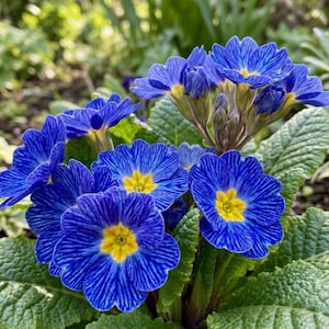 May include: Close-up of vibrant blue primrose flowers with yellow centers and striped petals. The flowers are surrounded by green leaves, creating a natural and colorful display. The image showcases the beauty of spring blooms.