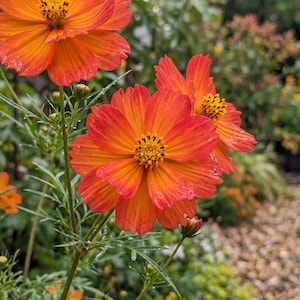 May include: Three vibrant orange and red cosmos flowers with yellow centers and delicate, feathery green foliage. The petals display a gradient of color from deep red at the base to bright orange at the tips, with small water droplets visible.