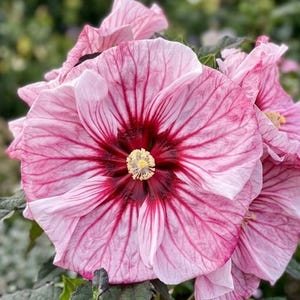 20 Hibiscus Seeds, Rare Pink Red Eye Perennial Flower Seeds Garden Pots