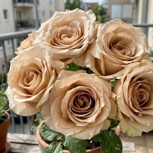May include: A cluster of five blooming roses in a soft, muted beige or light tan color. The flowers feature tightly layered, spiraling petals that open outward from the center. Green leaves are visible at the base of the rose stems.