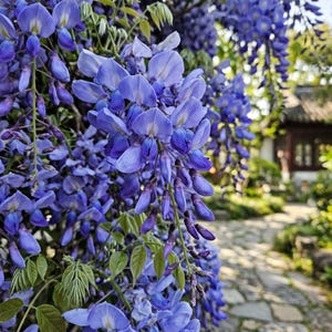 May include: A cluster of vibrant purple wisteria flowers hanging in dense, cascading racemes. The petals display shades of deep violet and light lavender with small white centers. Green leaves are interspersed among the blossoms.