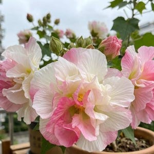 May include: A potted hibiscus plant featuring multiple large, ruffled flowers with petals transitioning from white to soft pink. The blooms display a bright yellow center, surrounded by several unopened green buds and green leaves on a woody stem.