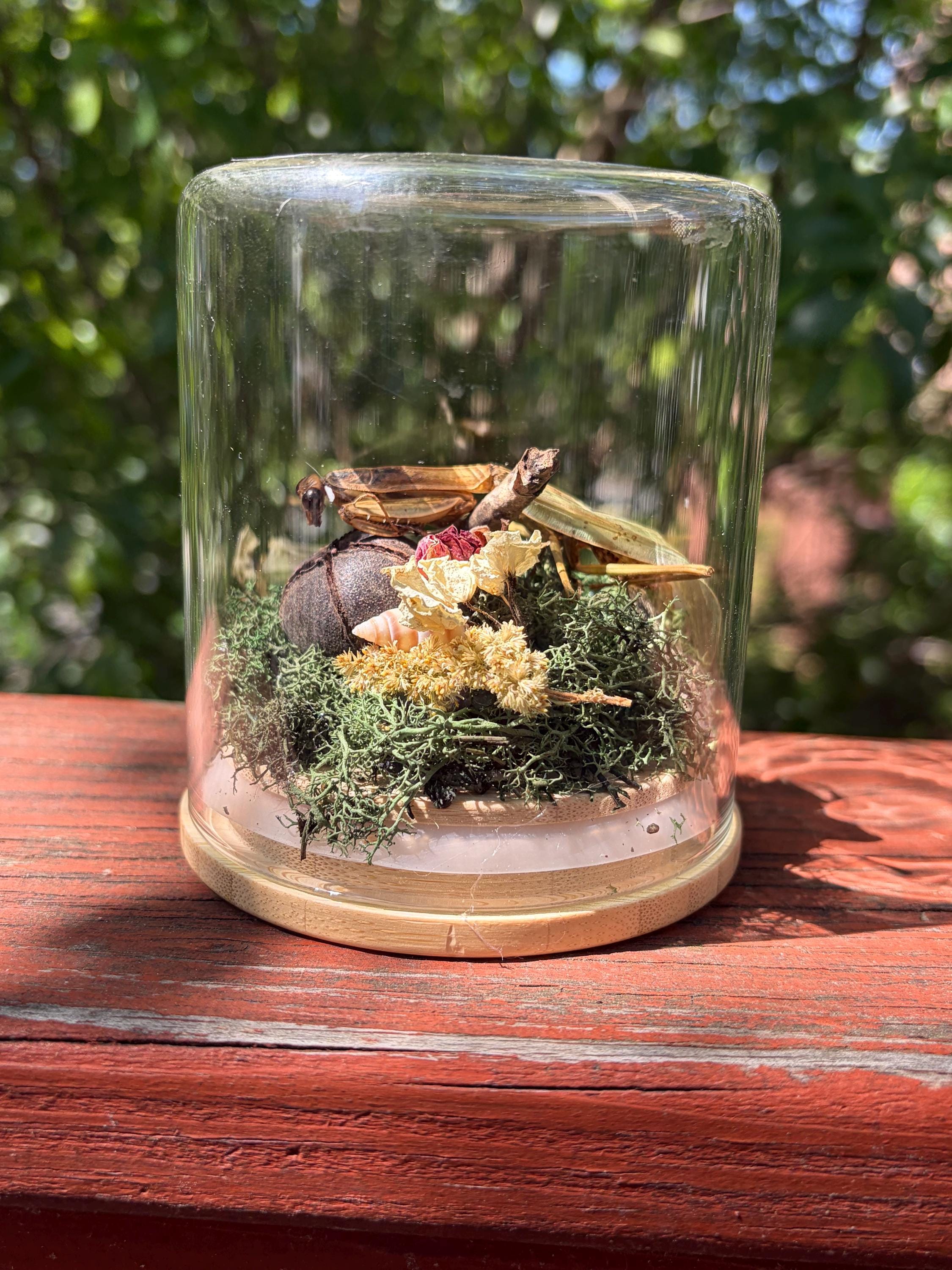 剥製＆珍品 - Etsy 日本