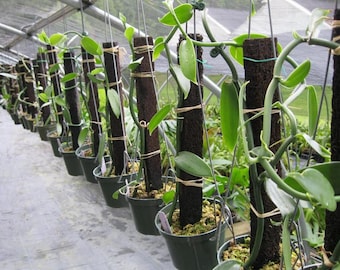 Vainilla Orchid (Vanilla planifolia) live plant vine