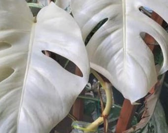 Seltene weiße Monstera Albo Buntpflanze - Verwurzelte Deliciosa Philodendron