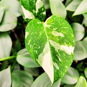 Monstera Thai Constellation Plant – Variegated Indoor Tropical Foliage