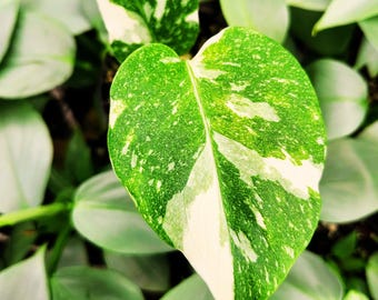 Monstera Thai Constellation Plant – Pstrokata tropikalna roślina do wnętrz