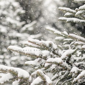 Winter Tree Photograph, Snow Wall Art, Evergreen Trees, Snowy Tree Picture, Snow Covered Tree Branches, Dreamy Nature Photography
