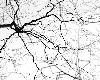 Tree Print, Large Wall Art, Tree Branches, Tranquil Home and Office Decor, Tree Photo, Black and White Decor, Tree Picture