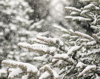 Winter Tree Photograph, Snow Wall Art, Evergreen Trees, Snowy Tree Picture, Snow Covered Tree Branches, Dreamy Nature Photography