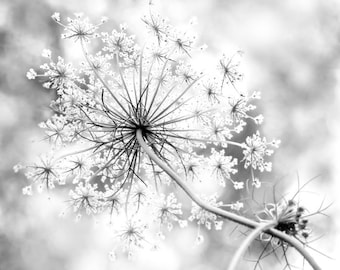 Queen Anne's Lace Wall Art in Black and White, Minimilistic Home and Office Decor, Modern Rustic Flower Decor,