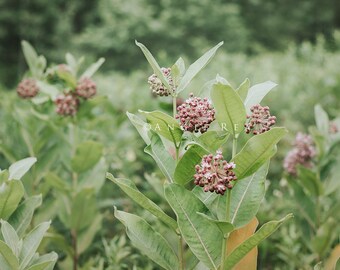 Butterfly Plant Tropical Hanging Basket Scented Flowers pink Flowers Hoya carnosa Hindu Rope Wax Plant Milkweed Plant
