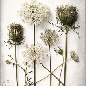 Large Wall Art, Queen Anne's Lace Photo, Flower Photography, Farmhouse Decor, Still Life, Botanical Print, Flower Study, Modern Rustic