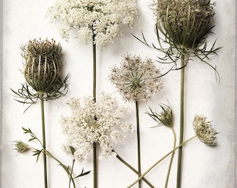 Queen Anne's Lace, Fine Art Photography, Botanical Print, White Wildflower, Country Flowers, Flower Study, Flower Collection
