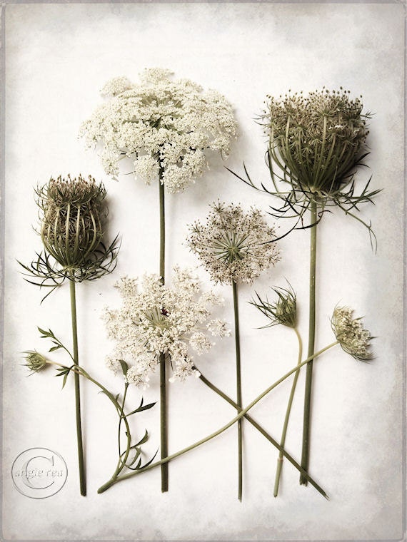 Queen Anne's Lace Print