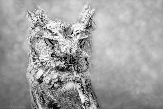 Screech Owl, Bird Photography, Owl Decor, Black and White Photography, Bird Wall Art, Nature Print, 