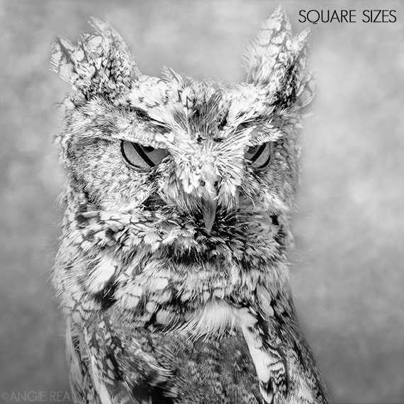 Screech Owl Bird Photography Owl Decor Black And White Photography Bird Wall Art Nature Print Raptor Bird Of Prey Owl Eyes