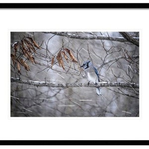 May include: A blue jay perched on a bare branch in a snowy woodland. The bird is facing left and has a blue crest and wings. The background is blurred and shows falling snow.