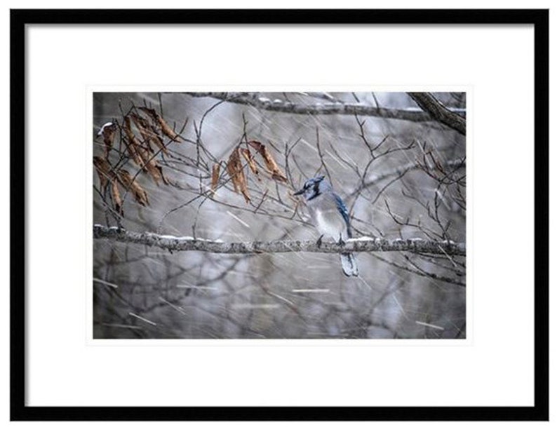 May include: A blue jay perched on a bare branch in a snowy woodland. The bird is facing left and has a blue crest and wings. The background is blurred and shows falling snow.