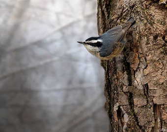 Red Breasted Nuthatch, Photography Print, Bird Home Decor Art Print, Modern Rustic Nature Print, Bird Lover Art, Bird Decor