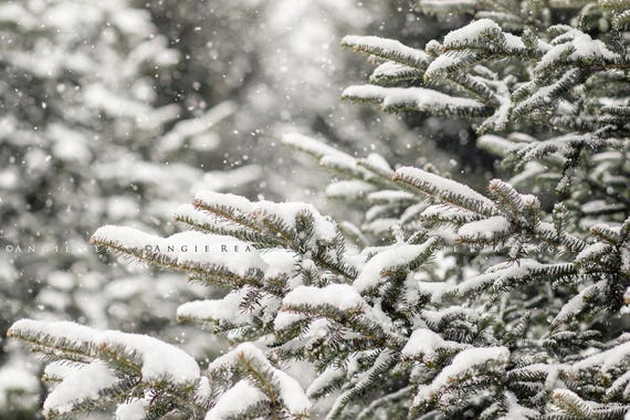 Winter Tree Branches in the Snow Photography Print- #8518 Winter Tree Branches Tree Wall Art Tranquil Winter Scene Nature Photography