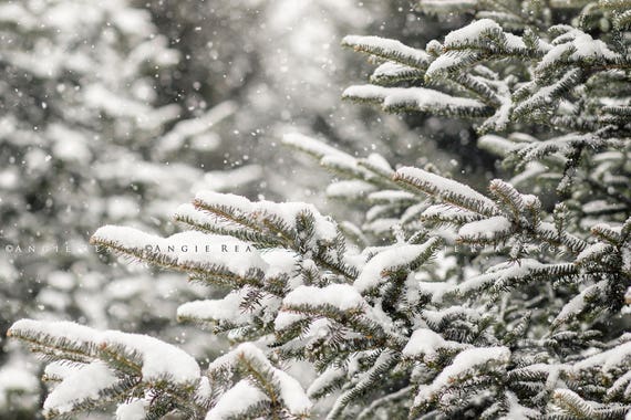 Winter Tree Photograph, Snow Wall Art, Evergreen Trees, Snowy Tree Picture,  Snow Covered Tree Branches, Dreamy Nature Photography -  Norway