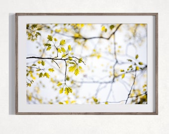 Oak Leaves Photography Print, NatureHome Decor Art Print, Wall Art, Rustic Nature Print