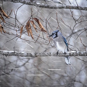 May include: A blue jay perched on a branch in a snowy woodland. The bird is facing left and has a blue crest and wings. The background is blurred and shows falling snow.