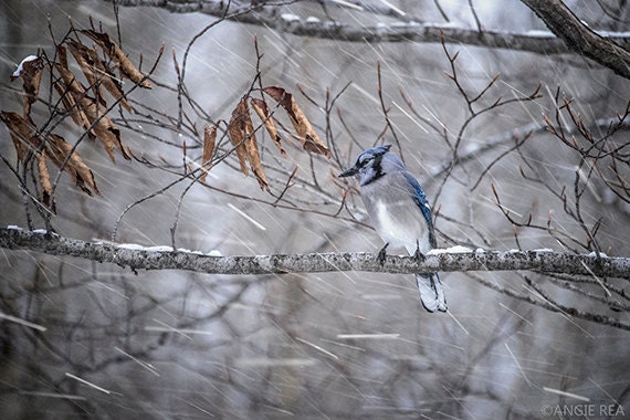 Blue Jay Fine Art Bird Photography, Home Decor Art Print, Bird in the Forest Wall Art, Winter Nature Print, Falling Snow, Bird Art