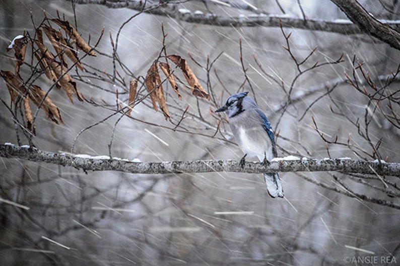 May include: A blue jay perched on a branch in a snowy woodland. The bird is facing left and has a blue crest and wings. The background is blurred and shows falling snow.