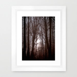 May include: A photograph of a forest scene with tall trees and a hazy, sunlit background. The trees are silhouetted against the light, creating a moody and atmospheric image.