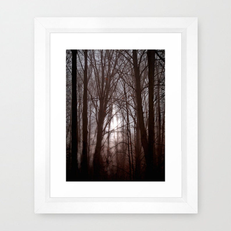 May include: A photograph of a forest scene with tall trees and a hazy, sunlit background. The trees are silhouetted against the light, creating a moody and atmospheric image.