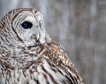 Barred Owl Fine Art Bird Photography, Owl, Home Decor Art Print, Large Wall Art, Nature Print, Bird Art, Owl Decor