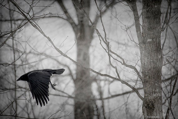 Crow Fine Art Photography Crow Home Decor Print Bird Flying Etsy Crow Fine Art Photography Crow Home Decor Print Bird Flying Etsy
