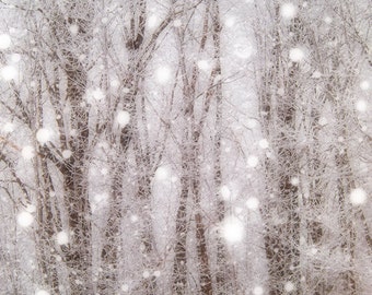 Winter Snowstorm Forest Tree Print, White Soft Snow on Naked Trees, Snow, Fresh Fluffy Snow, Winter Forest, Cold Snowy Winter