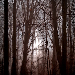 May include: A misty forest scene with tall, bare trees in the background. The sun shines through the branches, creating a hazy, ethereal atmosphere.