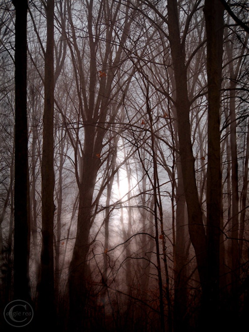 May include: A misty forest scene with tall, bare trees in the background. The sun shines through the branches, creating a hazy, ethereal atmosphere.