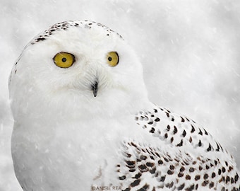 Snowy Owl Fine Art Bird Photography, Home Decor Art Print, Bird Wall Art, Nature Print, Owl Decor, White Owl in Winter Snow