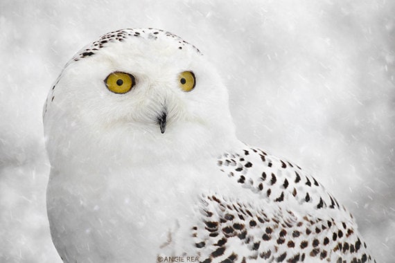 Snowy Owl Fine Art Bird Photography, Home Decor Art Print, Bird Wall Art, Nature Print, Owl Decor, W