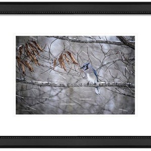 May include: A blue jay perched on a branch in a snowy woodland. The bird is facing to the right and has its wings folded. The background is blurred and shows falling snow.