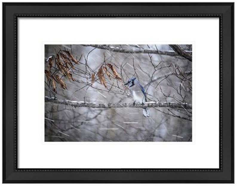 May include: A blue jay perched on a branch in a snowy woodland. The bird is facing to the right and has its wings folded. The background is blurred and shows falling snow.
