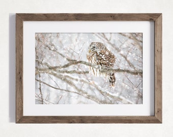 May include: A barred owl perched on a branch in a snowy woodland. The owl has its eyes closed and its feathers are ruffled. Snow is falling around the owl, creating a wintry scene.