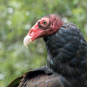 May include: Close-up of a turkey vulture's head and neck. The bird has dark feathers and a red head with a white beak.