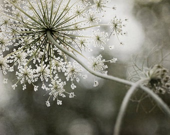 Queen Anne's Lace Photography Print, Forest Green, Large Wall Art