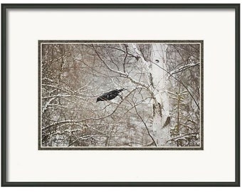 As seen on the cover of the book, "Under the Ice" by Gisa Klonne, Crow, Crow in a Tree, Black Bird, Unique Crow Art, Bird Print