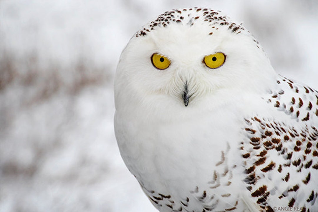 Snowy Owl Pet Owls For Sale Buy Simulation Owl Animal Model