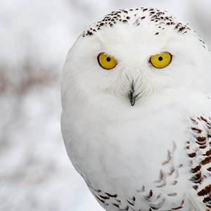 May include: A close-up of a snowy owl with bright yellow eyes. The owl has white feathers with brown markings.