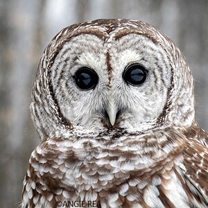 May include: A close-up of a barred owl with large, dark eyes. The owl's feathers are a mix of brown, white, and gray, creating a mottled pattern.