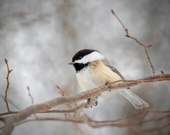 May include: A black-capped chickadee perched on a bare branch against a snowy background. The bird has a black cap, white cheeks, and a grey back.