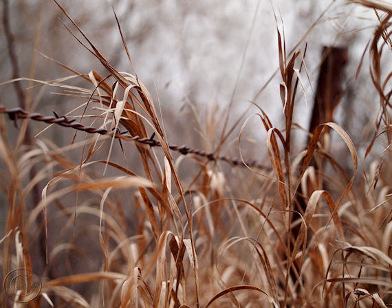 The Barbed Wire Fence Fine Art Photography Print, Old Country